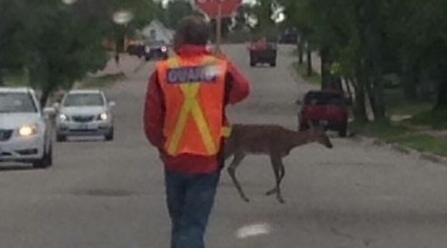 Dryden Deer Dilemma Discussion Deepens