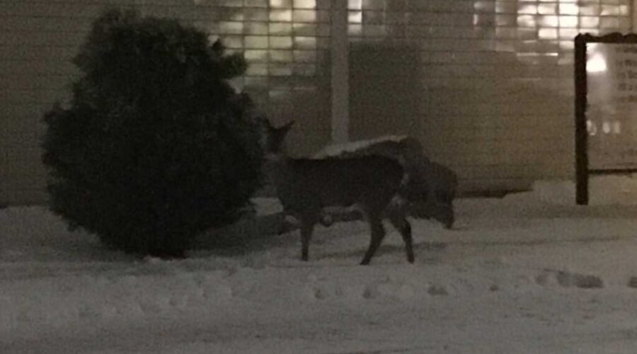 deer_7 2017 City Of Dryden Deer Survey