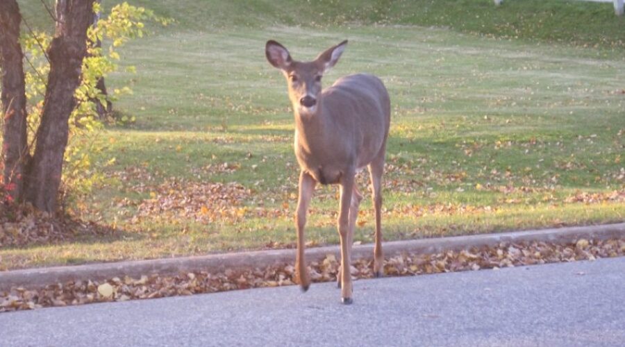 Urban Deer CKDR News Poll Results