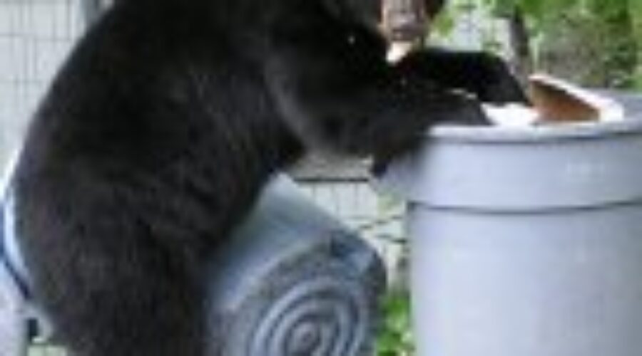 Don’t Feed Wild Animals