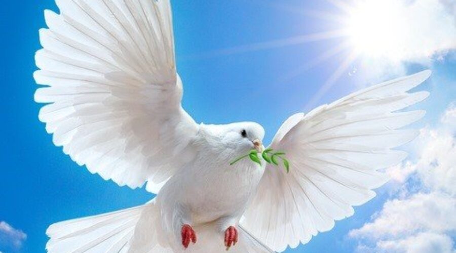 Dove in the air with wings wide open Velma Parker