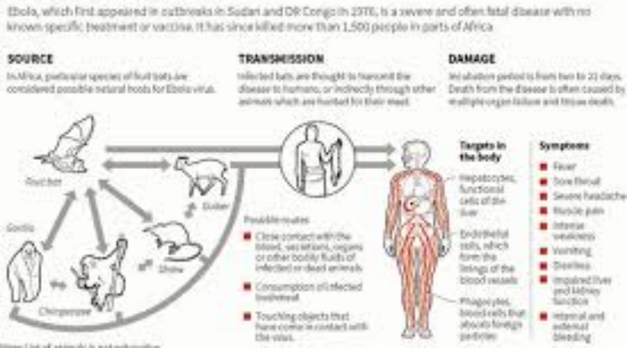 Risk Of Ebola Low In Canada According To Health Unit