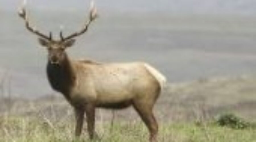 Elk Population Stable In Northwestern Ontario
