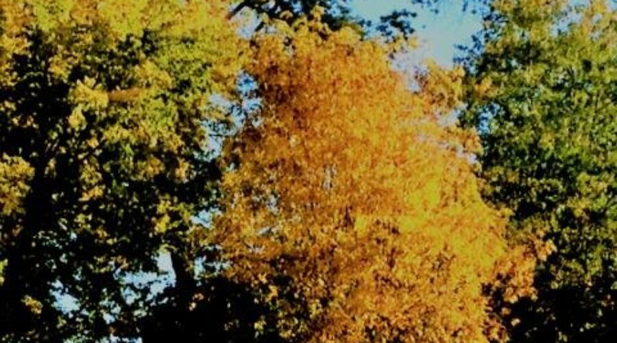 Weather Network Predicts “Normal” Fall