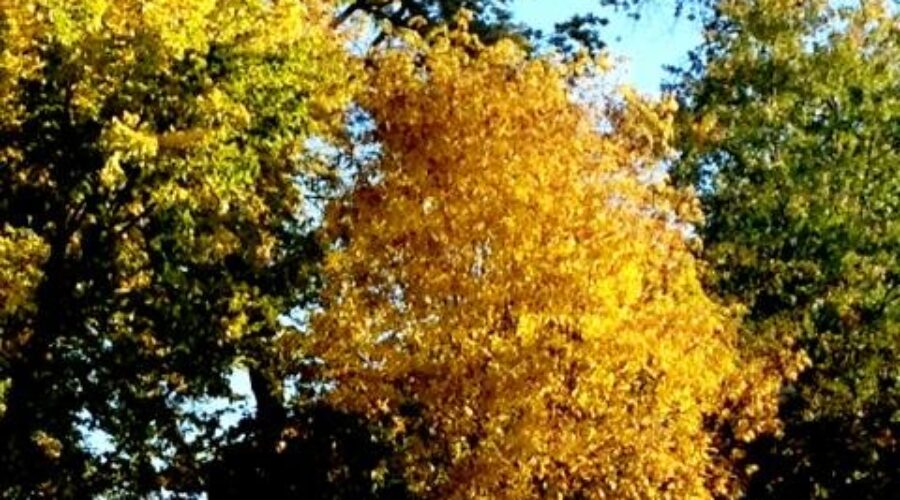 Summer Time Temperatures As Fall Arrives