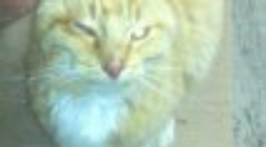fester Missing Alberta Cat Found Near Ignace