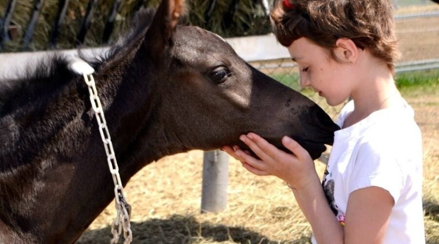 foal Children Invited To Name New RCMP Foals