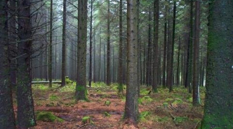 One Day Conference On Wood Rights And Reforms
