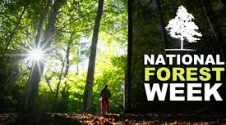 National Forest Week Celebrates Forest Industry