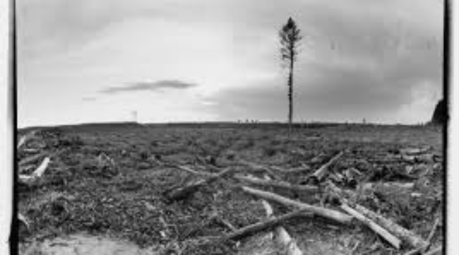grassypic Green Light Given To Clear-Cut Logging In Grassy Narrows