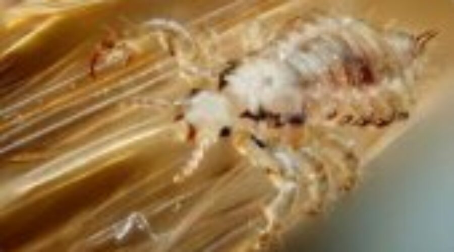 It’s Time to Protect Against Head Lice