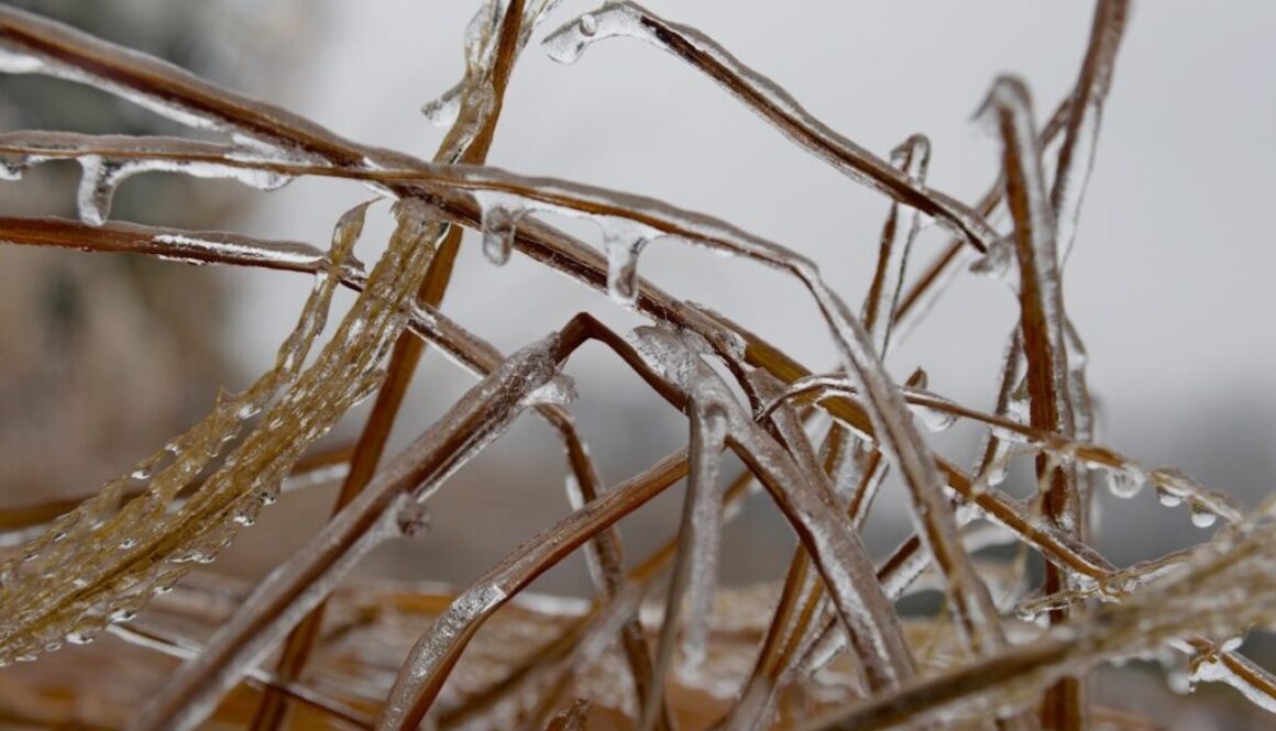 a close up of a bunch of grass covered in ice