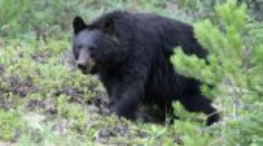hunting-black-bear_0 Bear Hunting Tips