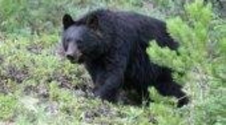 hunting-black-bear_2_0 Local MPP Asking Province To Take Responsibility Of Nuisance Bears