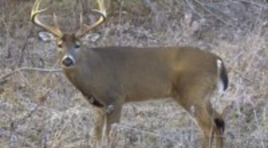Options Discussed to Discuss Nuisance Deer Issue