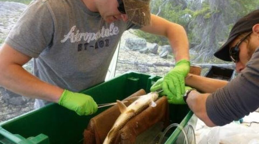 lake20trout Regional Lake Trout Population Study Released