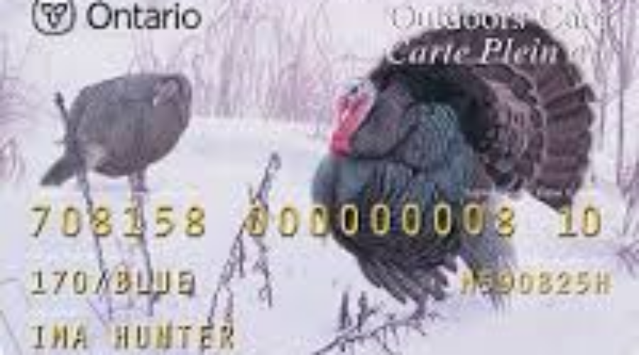 Check Your Licence Plate, It May Be Expired