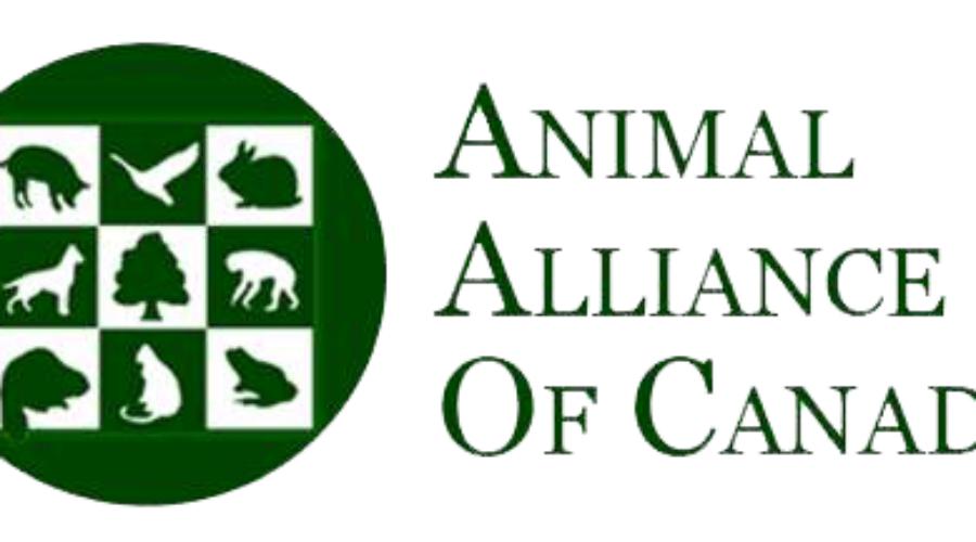 Animal Rights Group Against Spring Bear Hunt