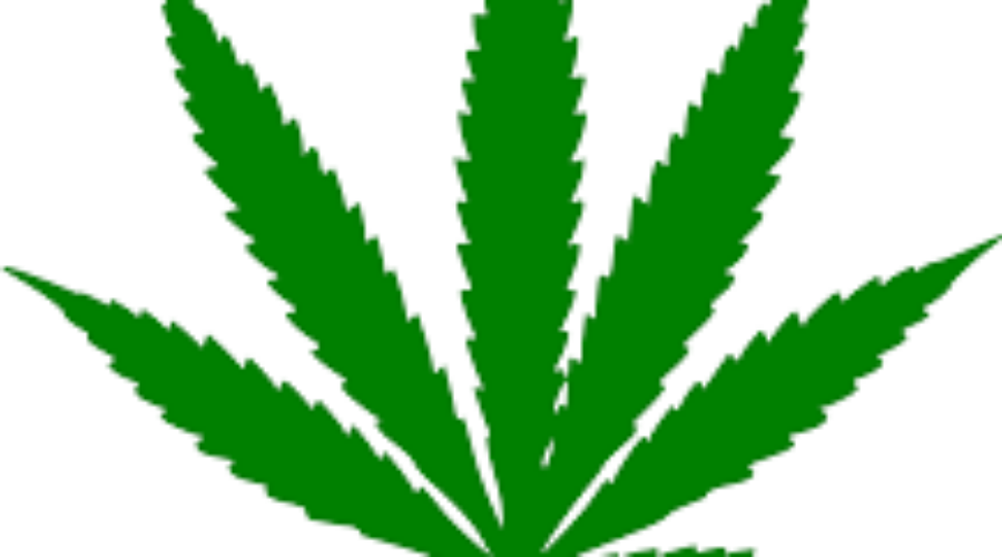 Thunder Bay Woman Involved In Proposed Marijuana Case