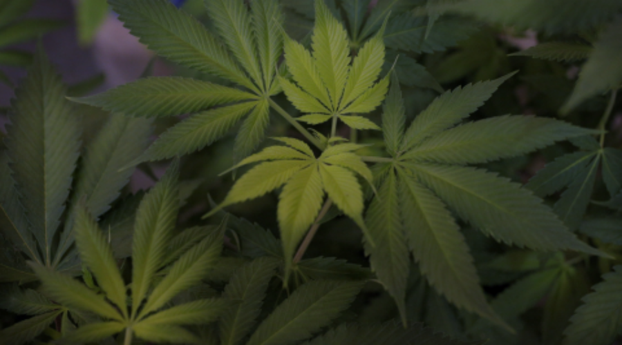 October 17th Date For Legalized Pot