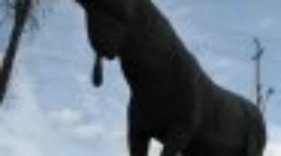 maxthemoose_1 Moosefest Needs Your Help!