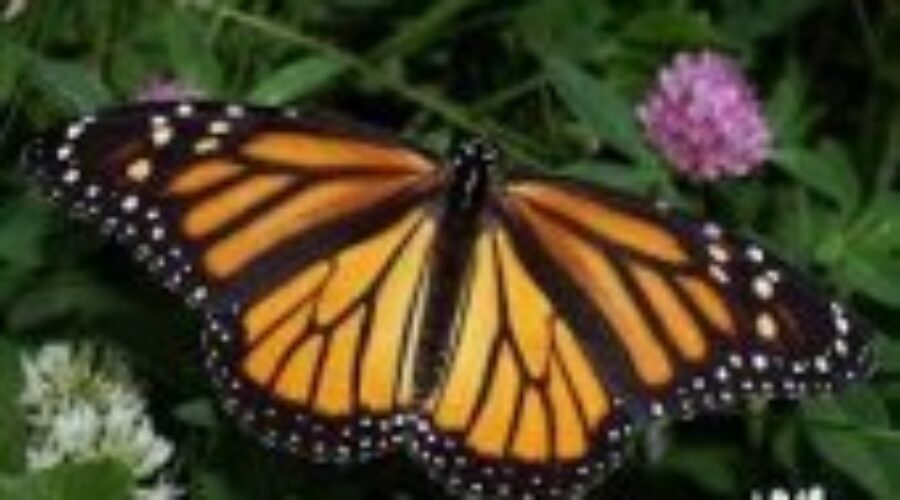 mbutter NDP MP Hoping To Save Monarch Butterflies
