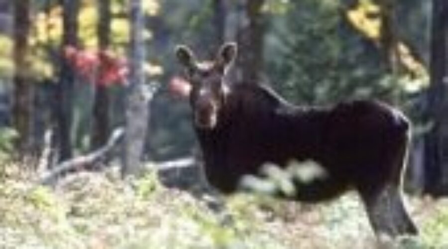 Know Your Moose