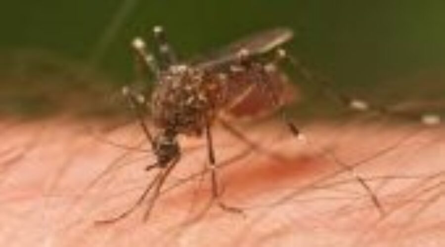 Protect Yourself From West Nile Virus