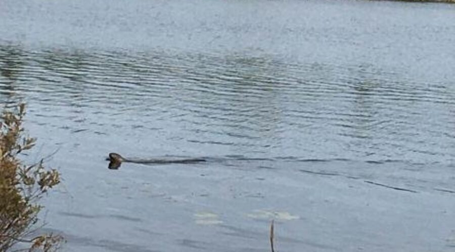 otter-kenora-lake_0 Fraser Report Suggests Canada’s Water System Improving