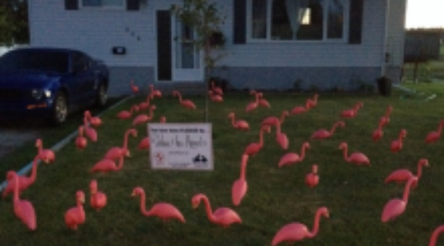 Flocking Flamingos Campaign Back For Another Year