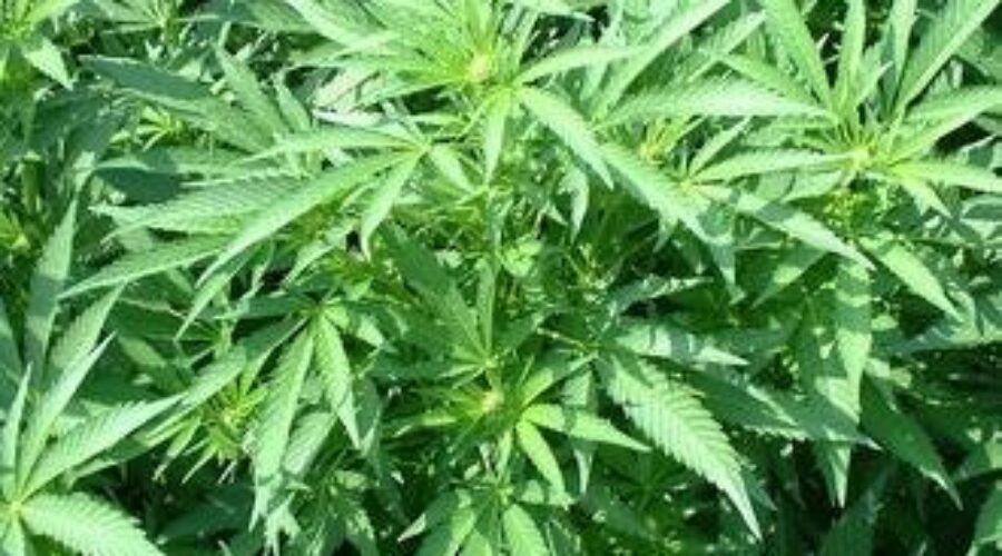 Will There Be Delays In Pot Legalization?