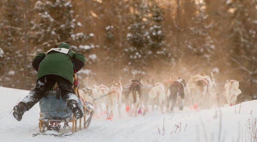 Regional Success At Sled Dog Race In Minnesota
