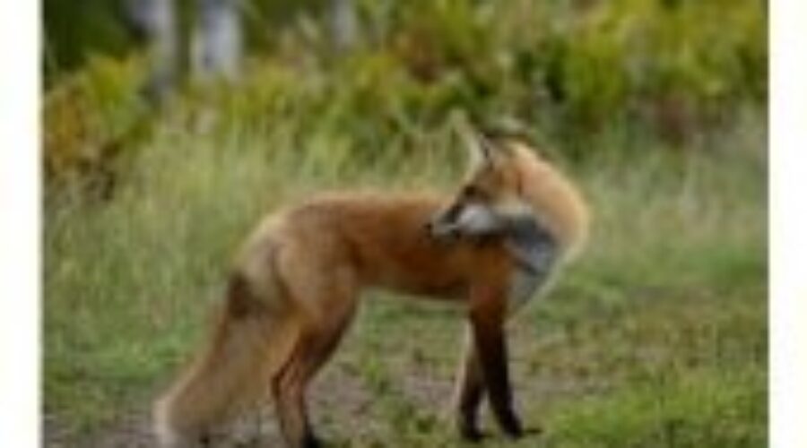 Man Fined A Grand For Stealing Fox From Trapline