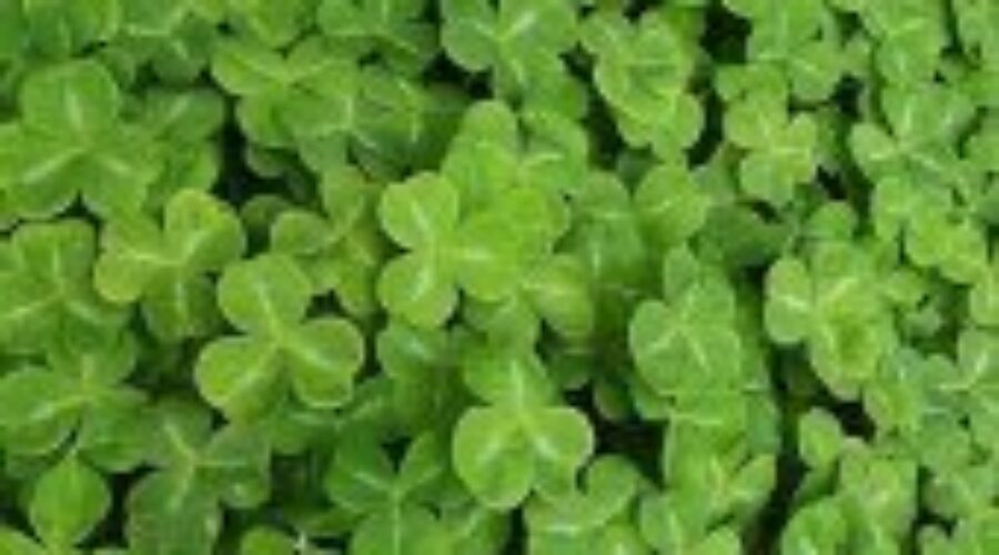 Stay Safe For St. Patrick’s Day