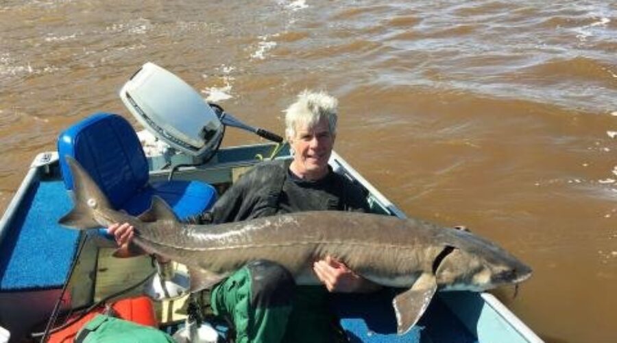 Record Sturgeon Snagged on Rainy River