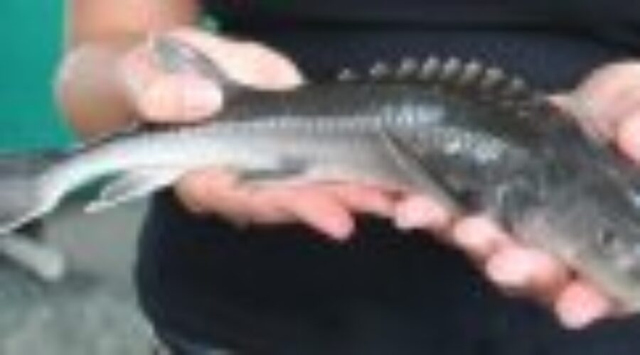 sturgeon1 Sturgeon Spawning Habitat Study