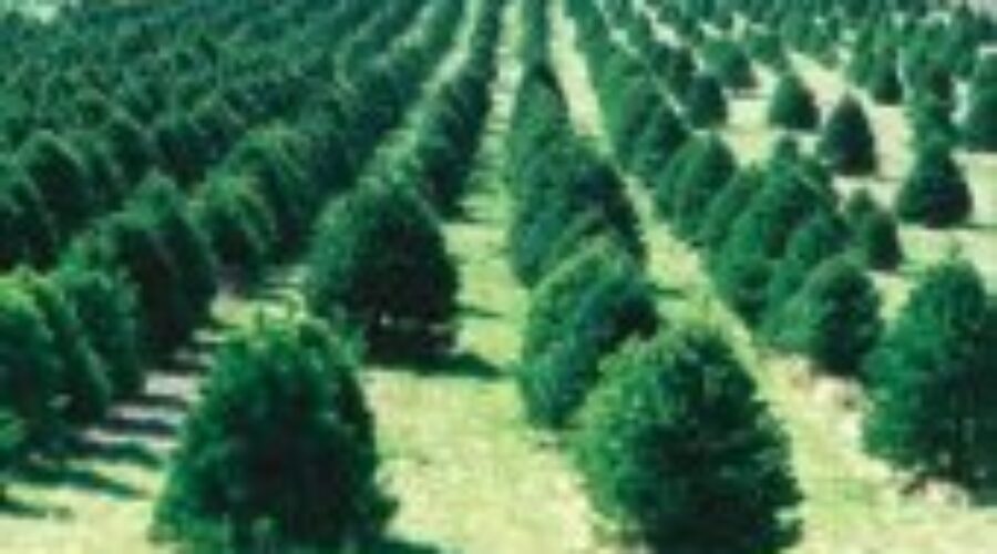 teee-planting1-300x199 One Billion Trees In Ontario