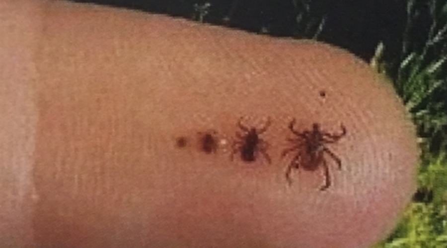 More Tick Species Carrying Lyme Bacteria