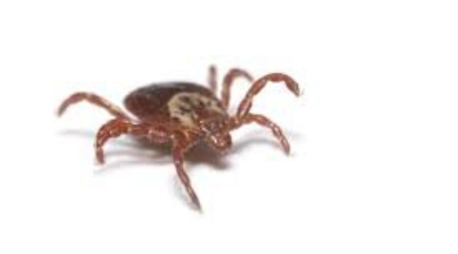 Tick Tips For Cats And Dogs