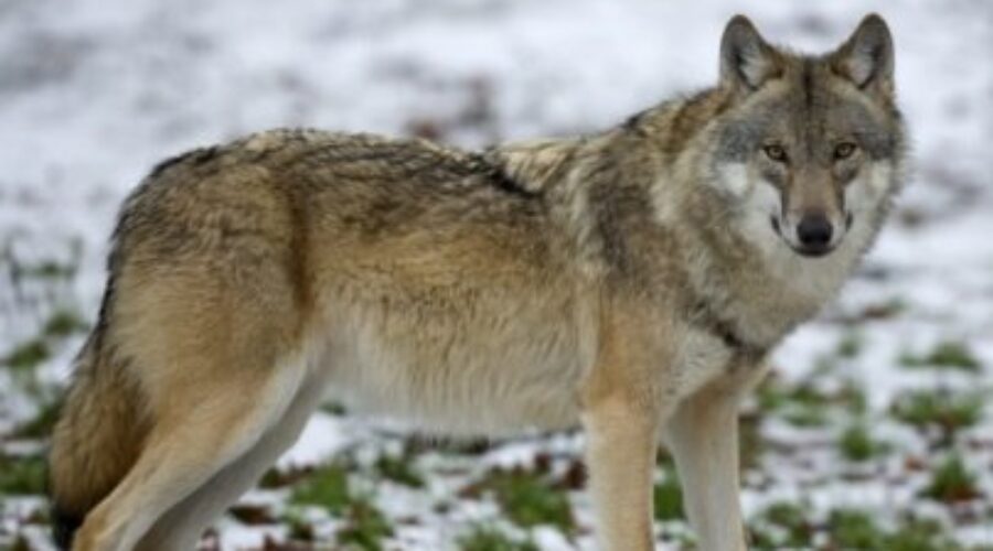 timberwolf Wolf Sightings In Dryden