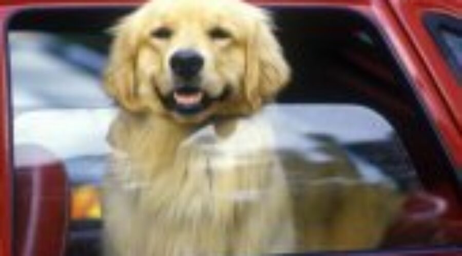 too-long-for-pet-to-stay-in-car-2 Summer Heat and Your Pet