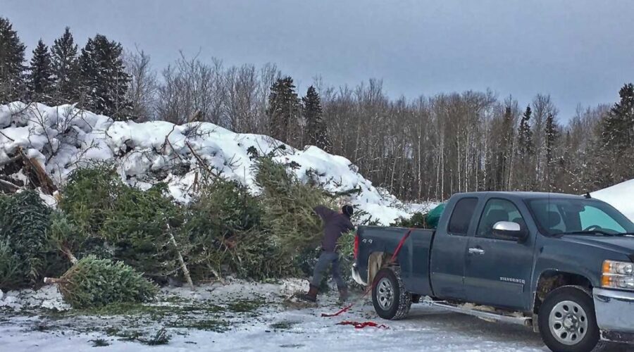 Dryden Rotary Christmas Tree Pick-Up