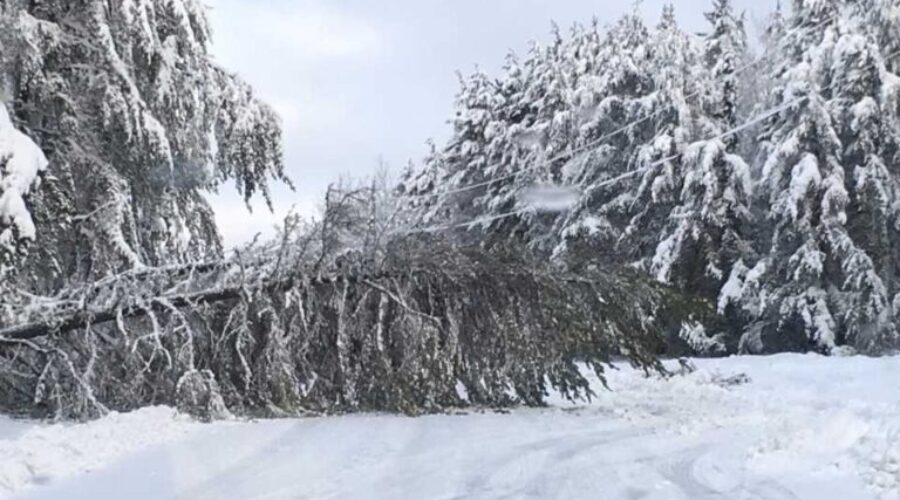 treedown Some Progress Made On Clean-Up Efforts