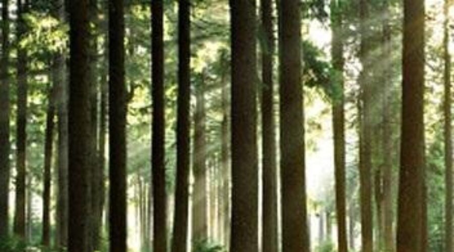 Today Is National Tree Day