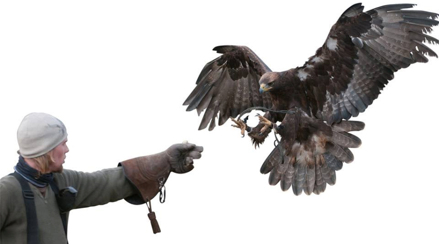 OPP Urge Caution After Rash Of Wildlife Incidents