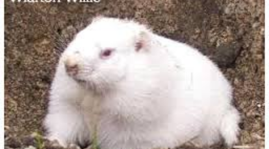 Wiarton Willy Predicts An Early Spring