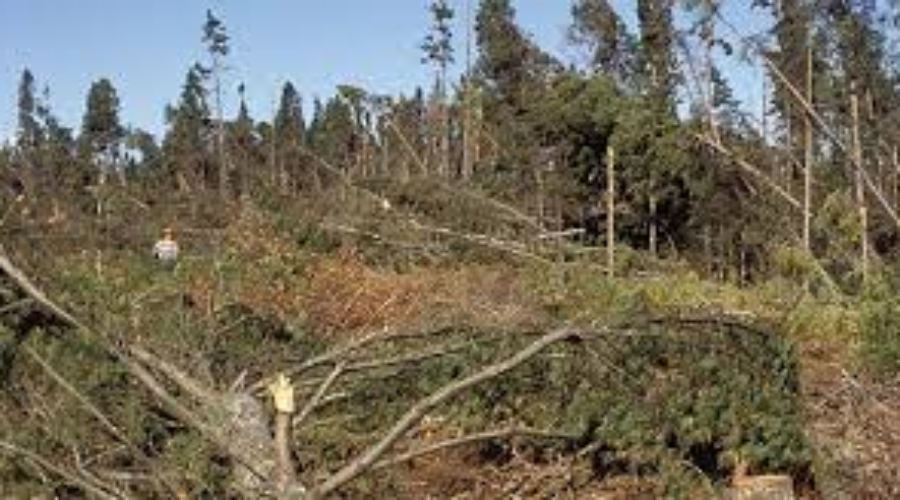 wod Theft Of Wood A Growing Concern In Dryden