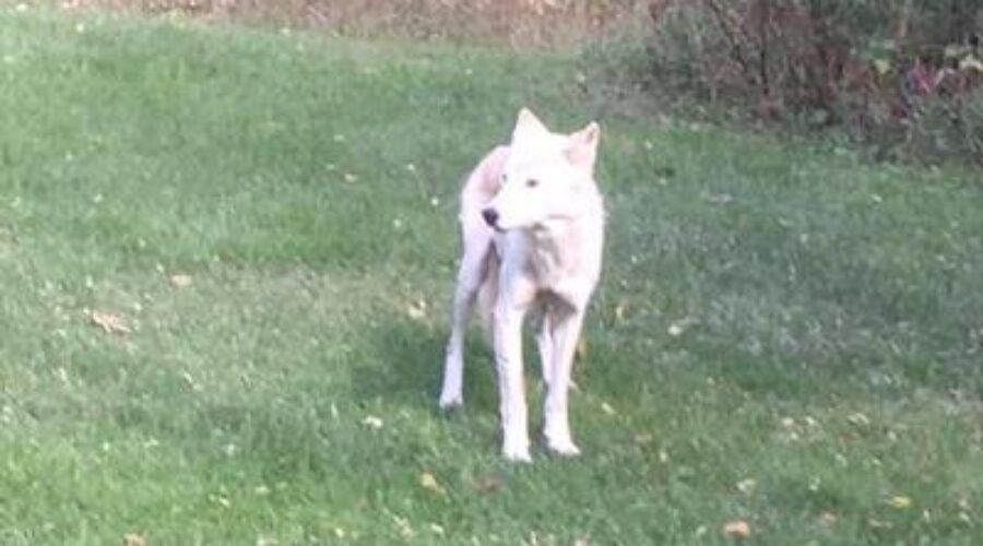 Ontario Shipping Wolves To Michigan
