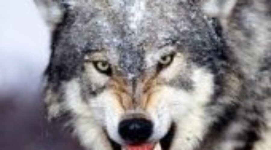 Be Wary Of Wolves