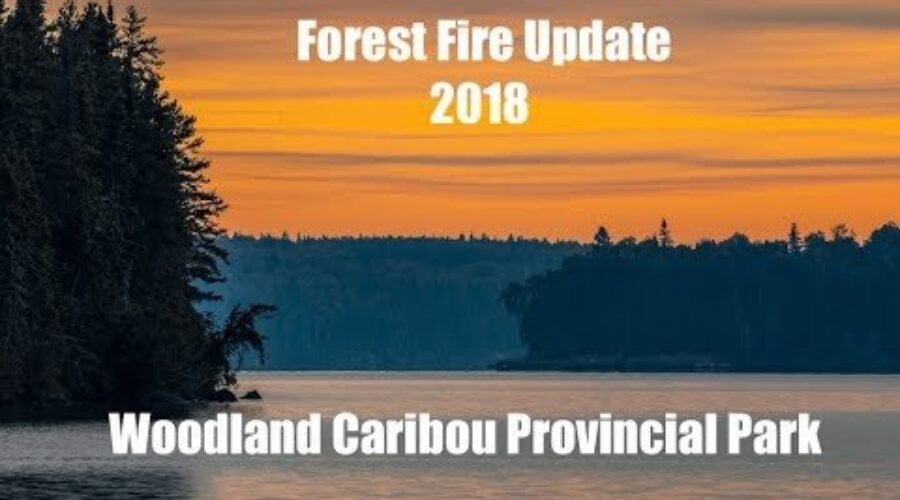 woodland Busy Forest Fire Year In Red Lake District Park